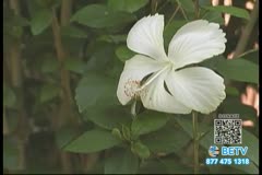 TV Content Image